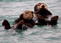Alaskan Sea Otters